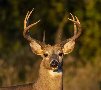 Close up image of an alert large whitetail buck taken in the warm evening sun with a swollen neck and beautiful full rack during the rut. 