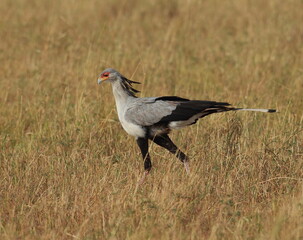 A Secretary bird walking in the grass. Taken in Kenya