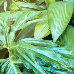 Tropical leaves. Abstract green texture. Background