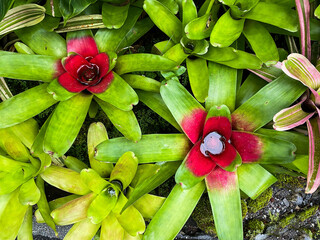 Close-up of the bromeliad flower.