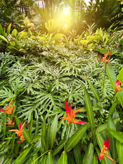 Background of tropical leaves with orange strelizia flowers.