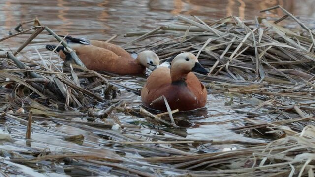 ruddy shelduck in the water
