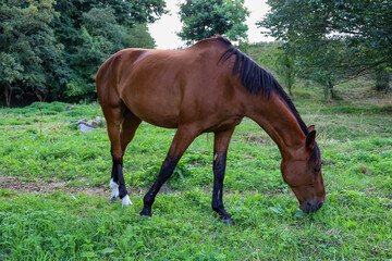 horse in the meadow