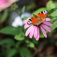 butterfly on flower