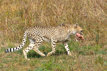 Profile African Cheetah (Acinonyx jubatus) walking on grass with meat in his mouth 