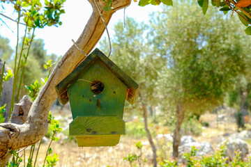 Green wooden birdhouse,Wooden green birdhouse on an olive tree in the site of the ruins. Simple  design. Shelter for bird breeding, nest box in tree.