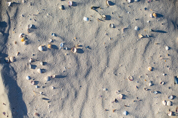 texture of the sand with shells 