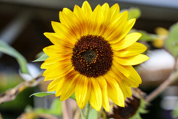 sunflower in the garden