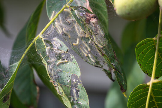 Lots of caLots of caterpillars on walnut tree consuming the leavesterpillars on walnut tree consuming the leaves