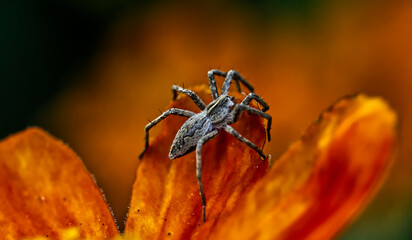 Laufspinne Orange
