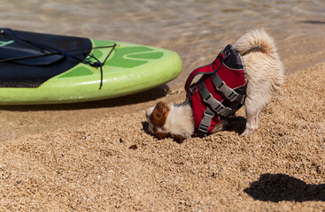 Small dog breed on the beach next to sea and rowing board.
