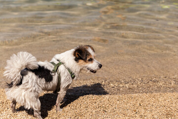 Small dog breed on the beach next to sea.