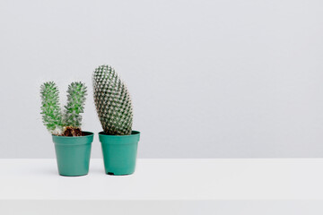 Cactus in pots decorated on white  wooden shelf with light gray wall background and copy space, home decor