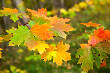 Colorful maple leaves on the tree in autumn - with red, yellow and green spots. Autumn mood, natural background. Black fungus, affected leaves with plaque, pests and parasites