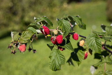 A branch with a large ripe raspberry of the late autumn variety remontant against the background of a green garden, harvest