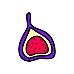 Doodle Fig fruit illustration. Simple drawing for book of recipes.