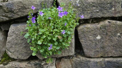 flowers grow in the wall in summer