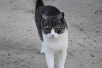black and white cat