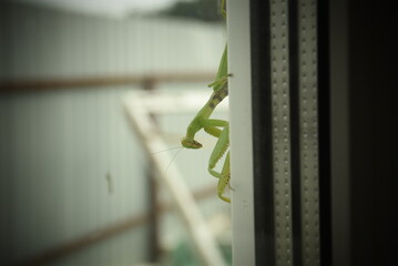 green praying mantis