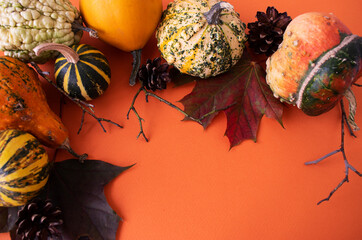 multicolored pumpkins, cones and branches for halloween on an orange background