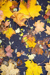 Yellow dry fallen leaves on the asphalt. Autumn background, natural pattern