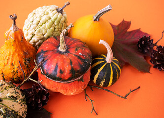 multicolored pumpkins, cones and branches for halloween on an orange background