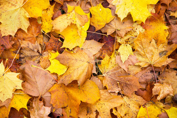 Naklejka na ściany i meble Yellow dry fallen leaves on the asphalt. Autumn background, natural pattern