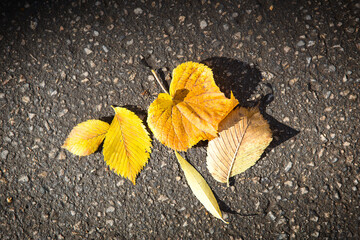 Yellow dry fallen leaves on the asphalt. Autumn background, natural pattern