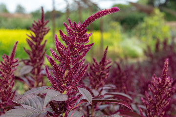 Prince of Wales feather (amaranthus hypochondriacus) plant