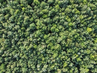 aerial photo of a forest with green trees. useable as background with space for text
