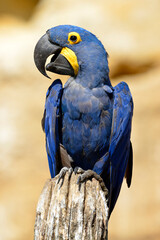 Portrait blue hyacinth macaw (Anodorhynchus hyacinthinus) perched on wood post and seen from front © Christian Musat