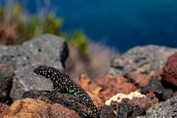 Close up of the filfola lizard or Maltese wall lizard on the lava stone