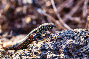 Close up of the filfola lizard or Maltese wall lizard on the lava stone