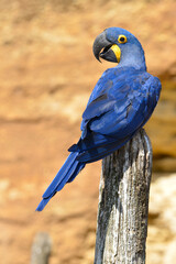 Closeup of blue Hyacinth macaw (Anodorhynchus hyacinthinus)  and seen from behind