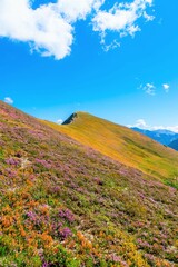 Fototapeta na wymiar landscape with flowers and sky, Austria