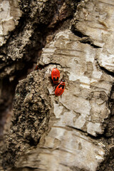 red bugs on birch bark