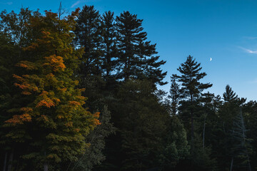 Midnight Forrest 