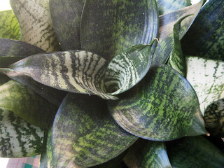 Sansevieria grows during the day on the window