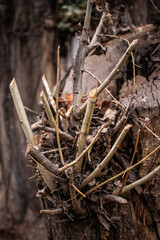 broken branches