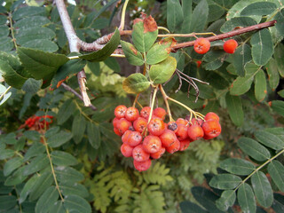 Rowan berries grow on a tree in autumn