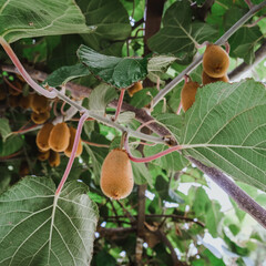 Fresh kiwi on the tree in the garden, close-up