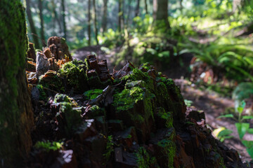 Green moss on a tree in the forest.
