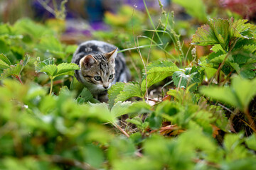 Very cute kitty playing in the garden.