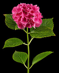Inflorescence of the pink flowers of hydrangea, isolated on black background
