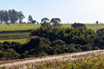 cane field in region country