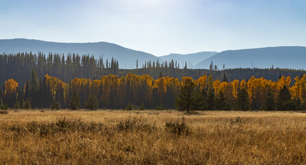 Meadow at sunset with fall foliage trees and mountain background