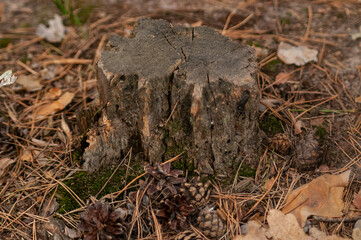 ants on the ground