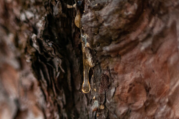 pine resin