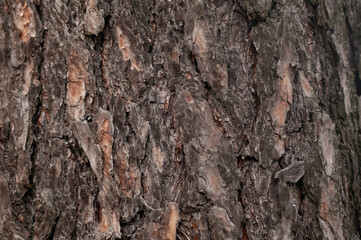 pine texture