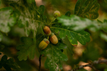 acorns on the tree